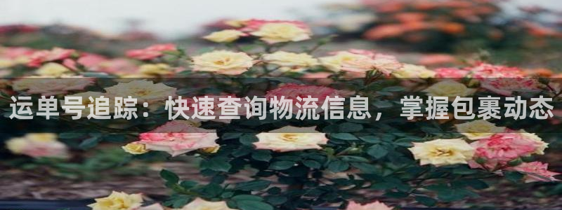 28圈注册平台：运单号追踪：快速查询