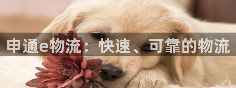 28圈开奖预测