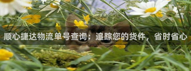 28圈软件