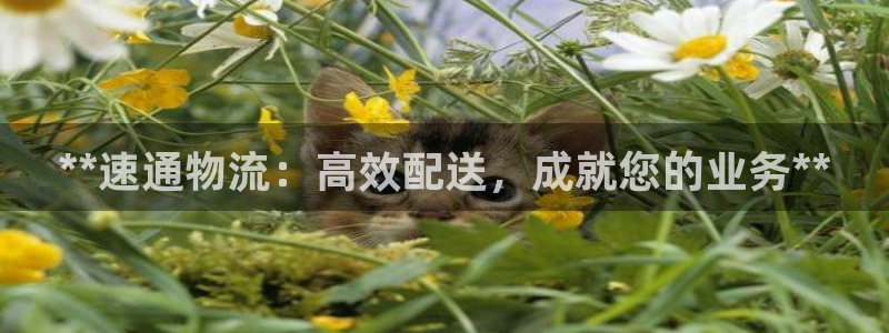 28圈可以退款吗:**速通物流:高效