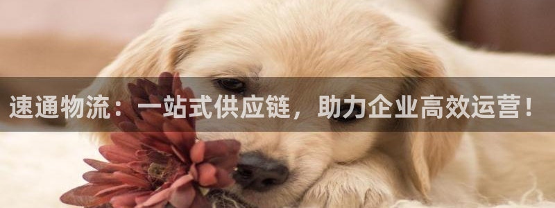 28圈怎么注册账号和密码：速通物流：