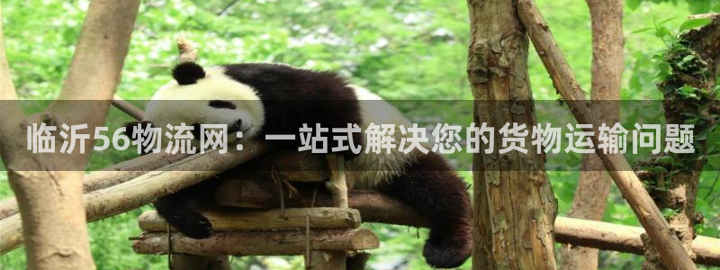 28圈app官网少林足球：临沂56物