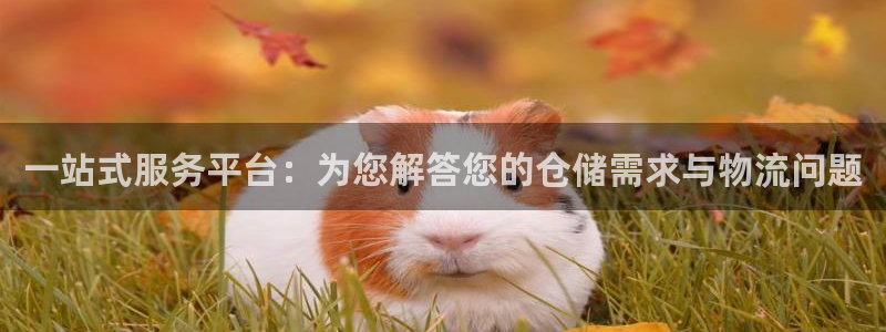 28圈链接是什么：一站式服务平台：为